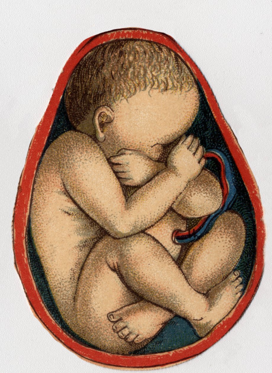 Hamilelik ile bir uterusun temsili. F.E. Bilz.1898 tarafından “Yeni doğal ilaç”. by Unknown artist