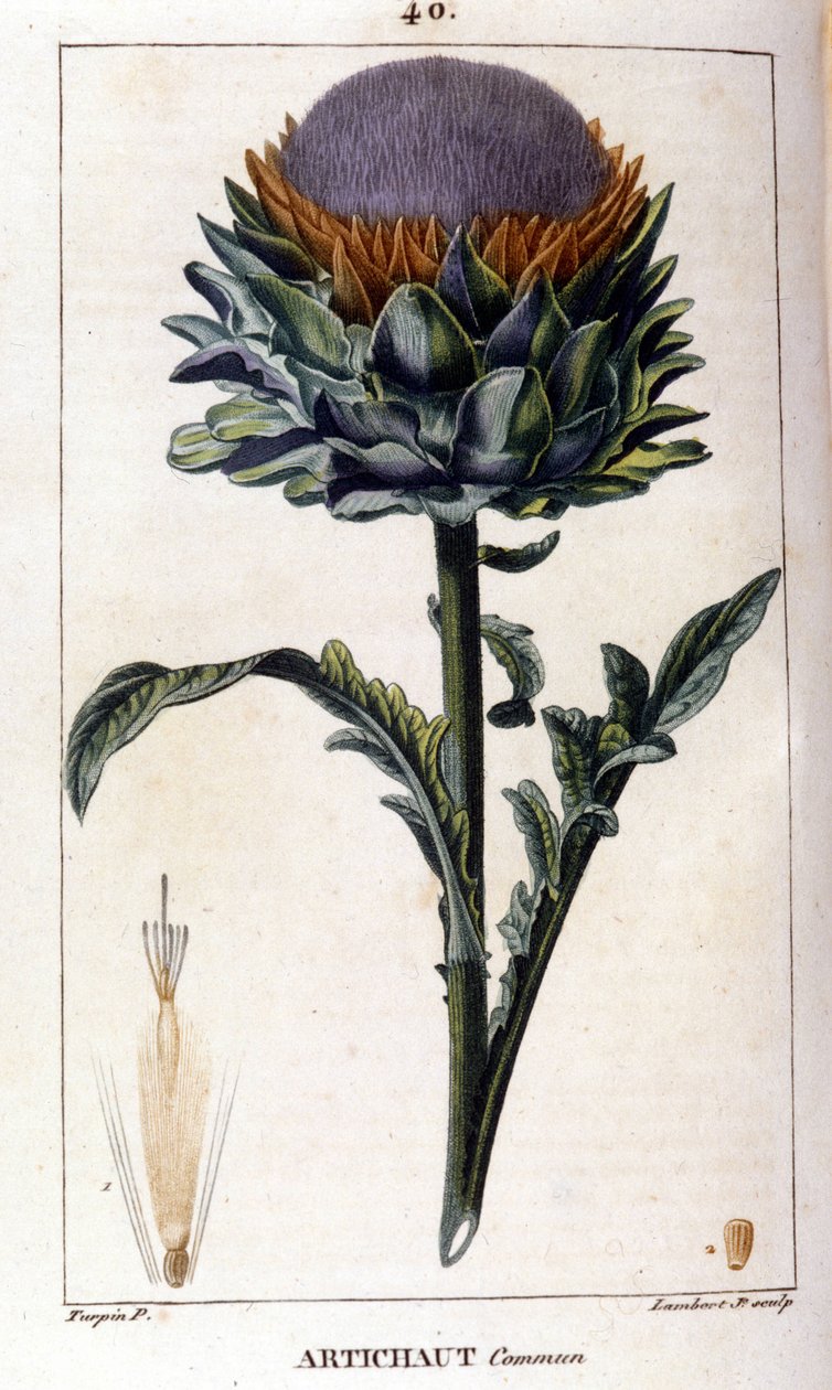 Ortak enginar temsili. Botanik kurulu. 19. yüzyıl. by Unknown artist