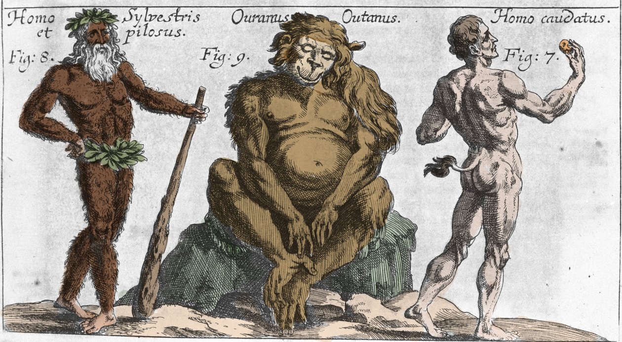 Çeşitli canavar yaratıkların temsilleri: bir orman adamı veya kıllı, bir orangutan maymunu (orang-utan, orang outang, orangutan-utang) ve kuyruklu bir adam. Johamm Zahn, sd tarafından “” Mundi Mirabilis Oeconomia” dan plaka. 1696. Milano . by Unknown artist
