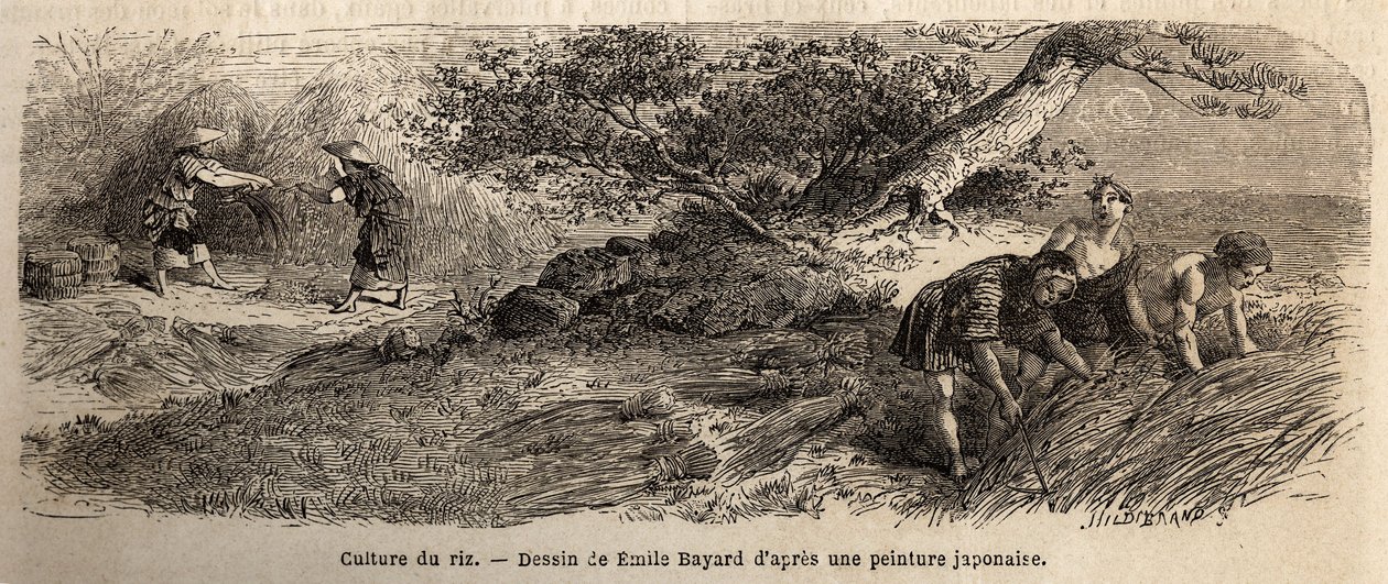 Pirinç ekimi: Ekim ayında hasat edilir, saplar botlarda yeniden birleştirilir. İsviçre Konfederasyonu bakanı Aime Humbert tarafından 1863-1864