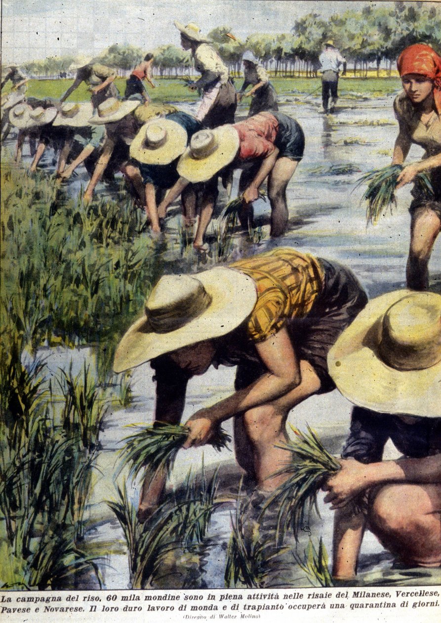 1954'te Milano yakınlarında yeniden pirinç ekimi. by Unknown artist