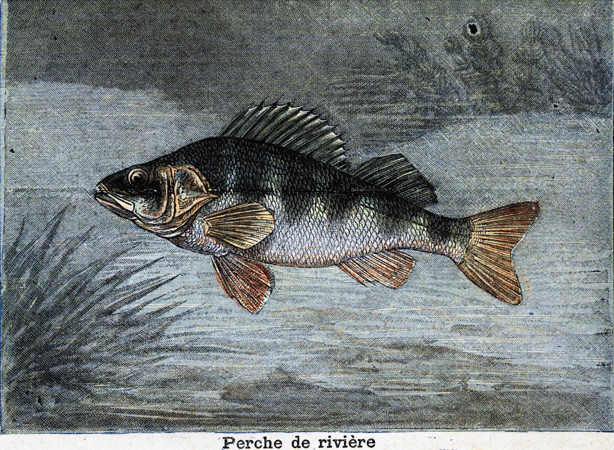 Nehir levrek. 1897
