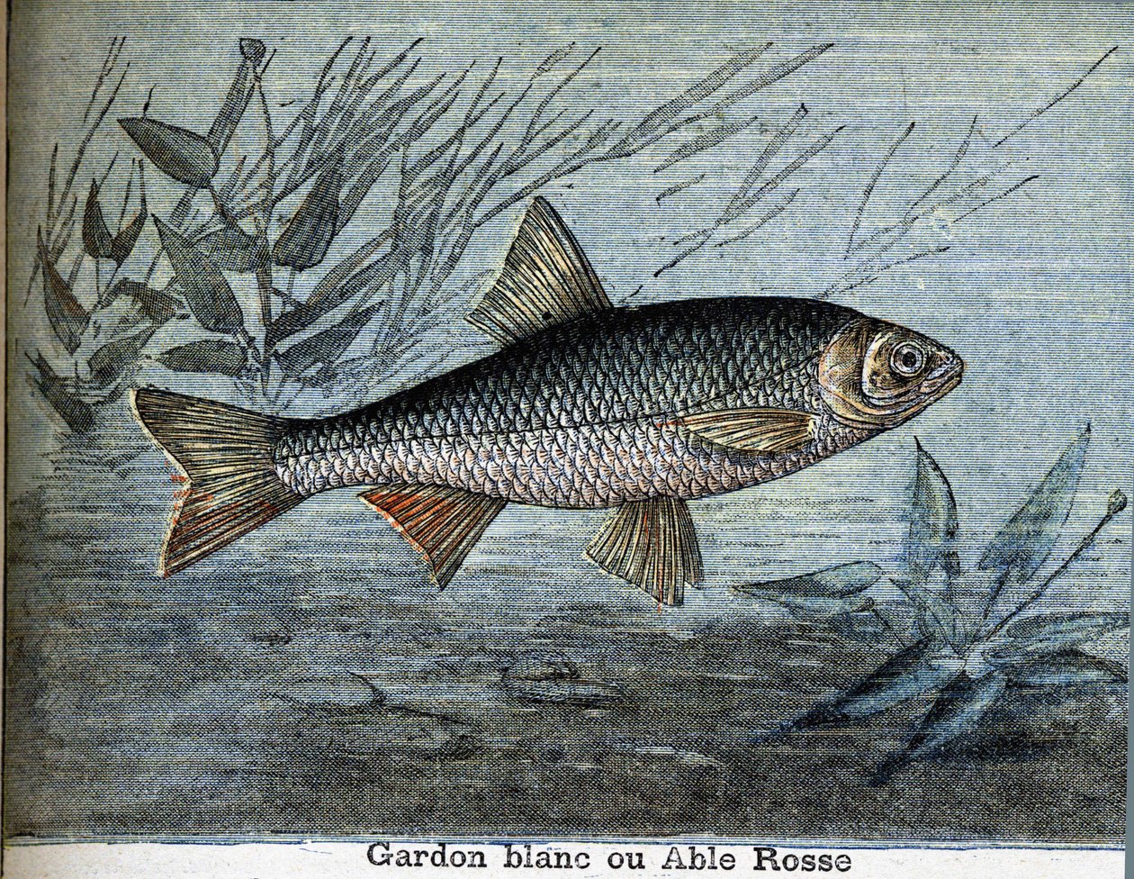 Roach beyaz veya güçlü rosse. by Unknown artist