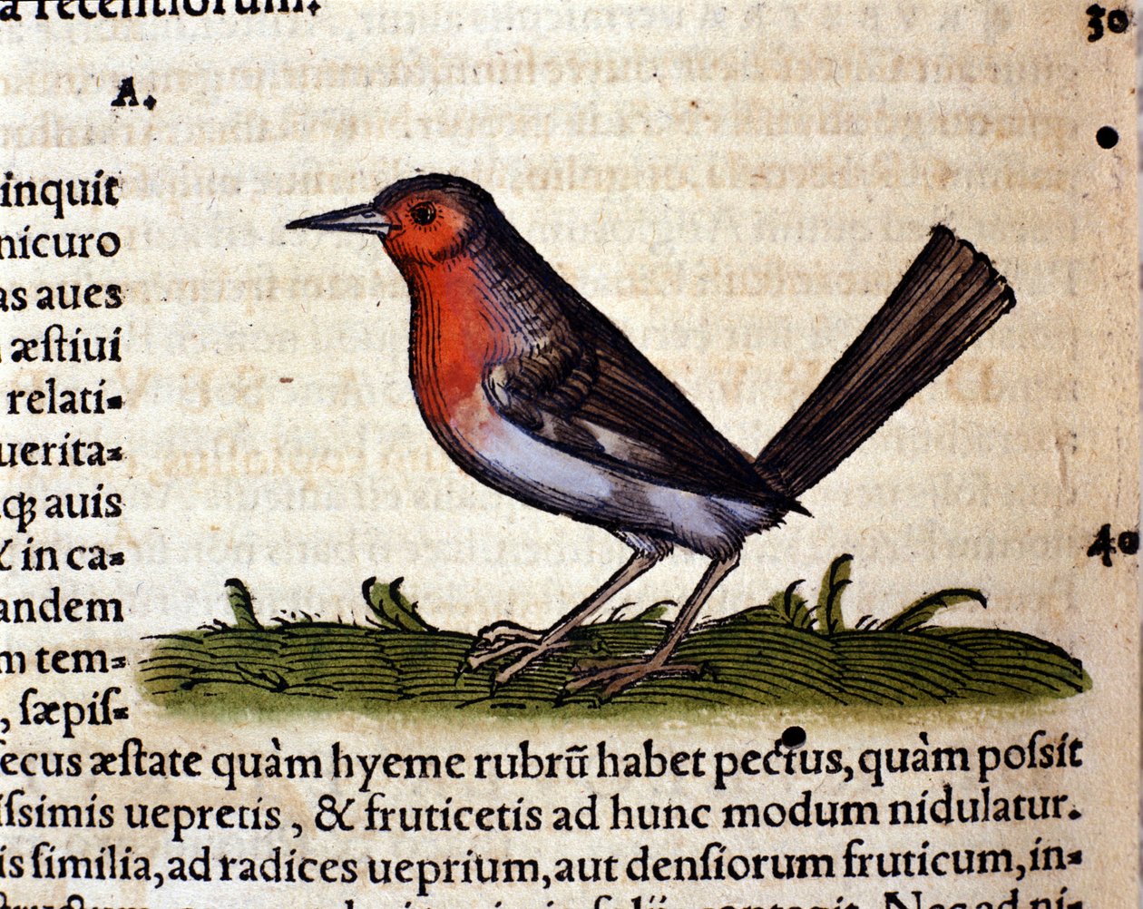 Rouge after the Historia Animalium, Conrad Gesner, Tiguri 1560. Biblioteca Nazionale Braidense. Milano by Unknown artist