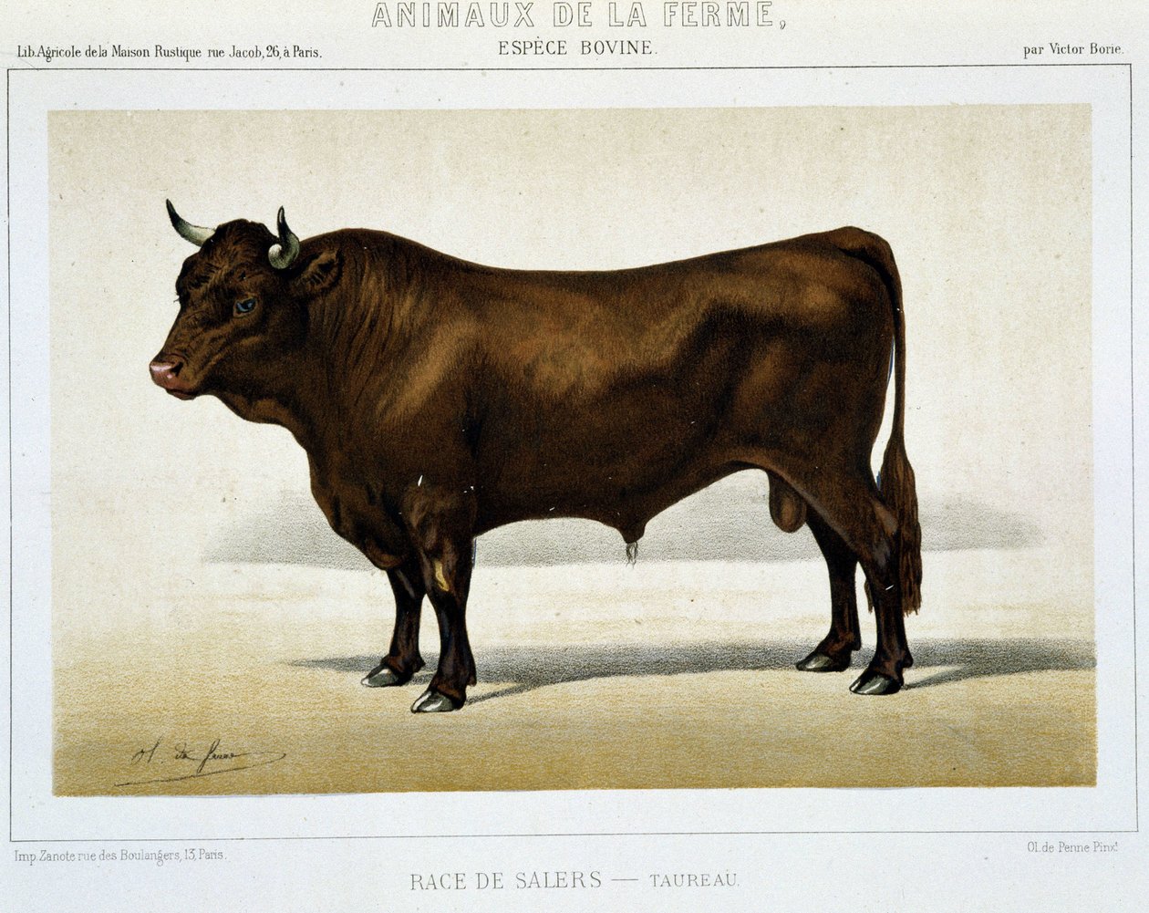 Salers Irk Toros - “” Çiftlik Hayvanları”nda by Unknown artist