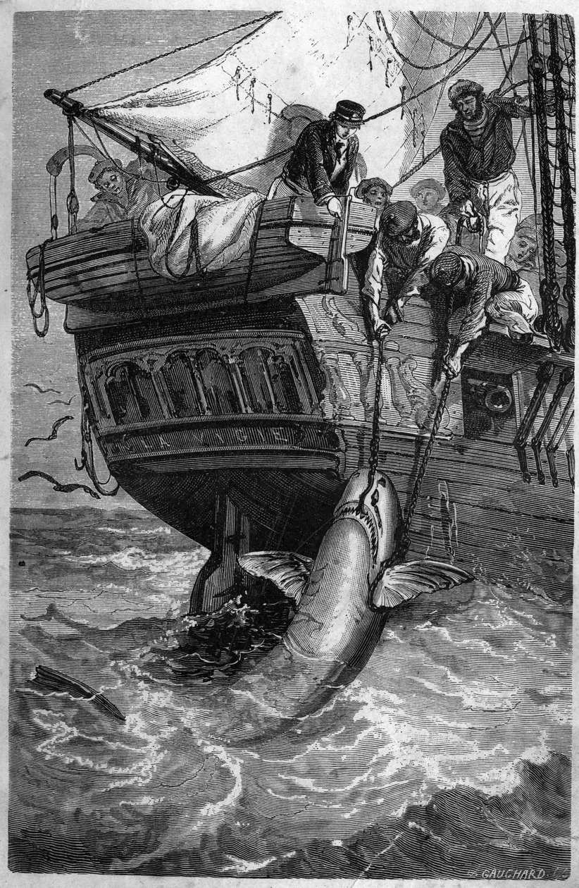 Köpekbalığı balıkçılığı. (Pesca allo squalo) 19. yüzyıl gravürü. Özel koleksiyon. by Unknown artist