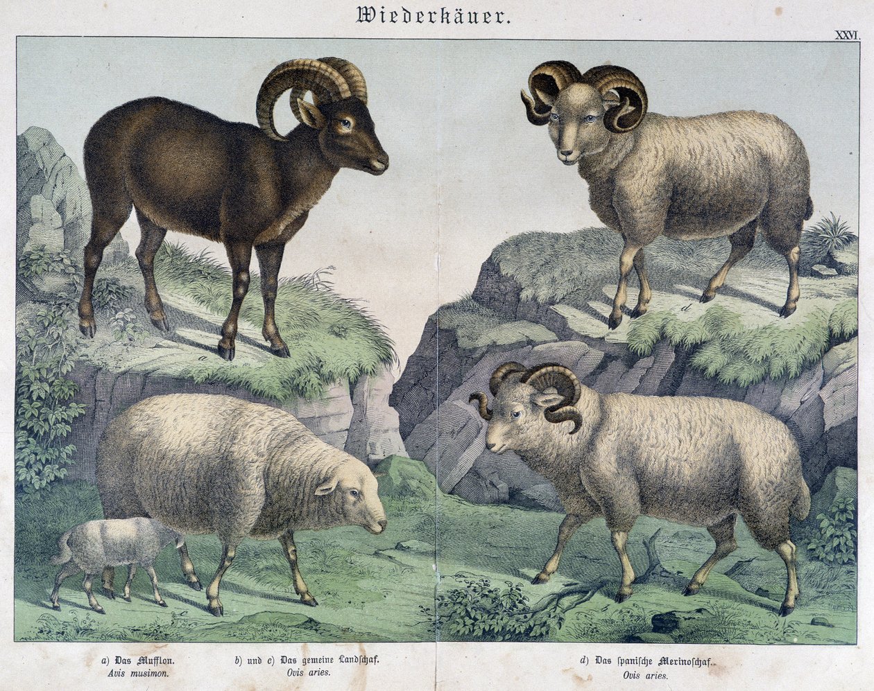 Koyun: Koyun, koç, dağ keçisi - “” Histoires naturelles des memeliler””, ed. Schreiber by Unknown artist