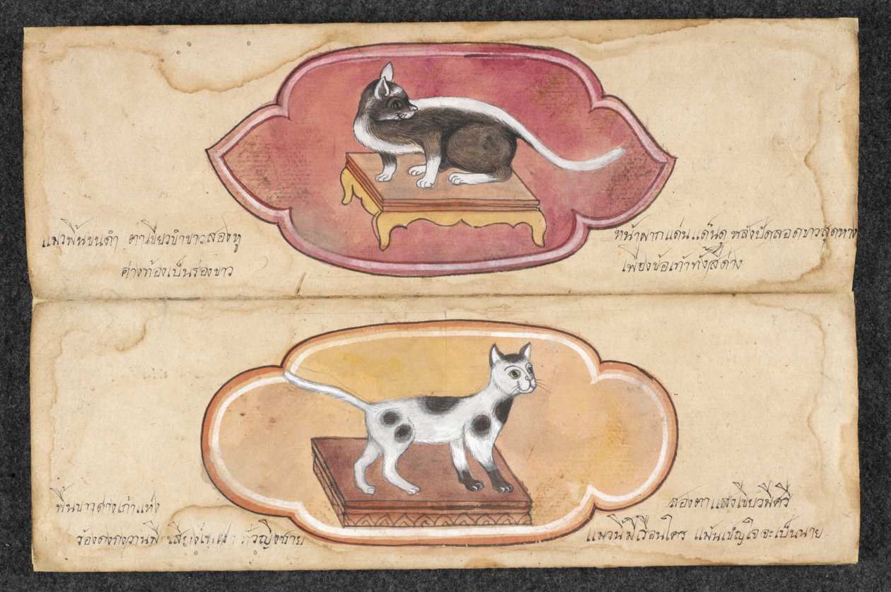 siyam kedileri by Unknown artist