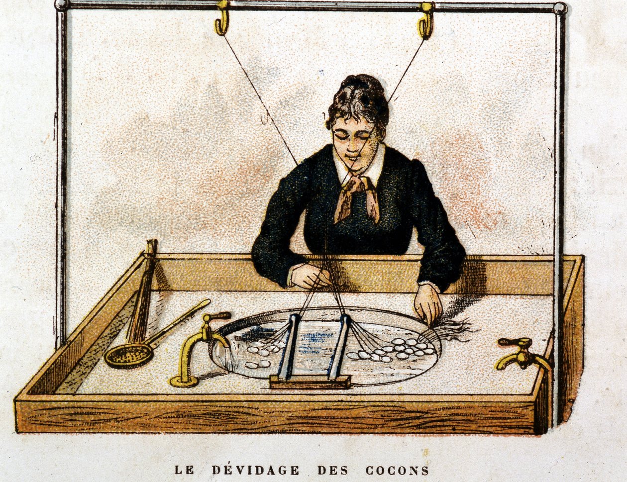 İpek kozalar - gravür by Unknown artist