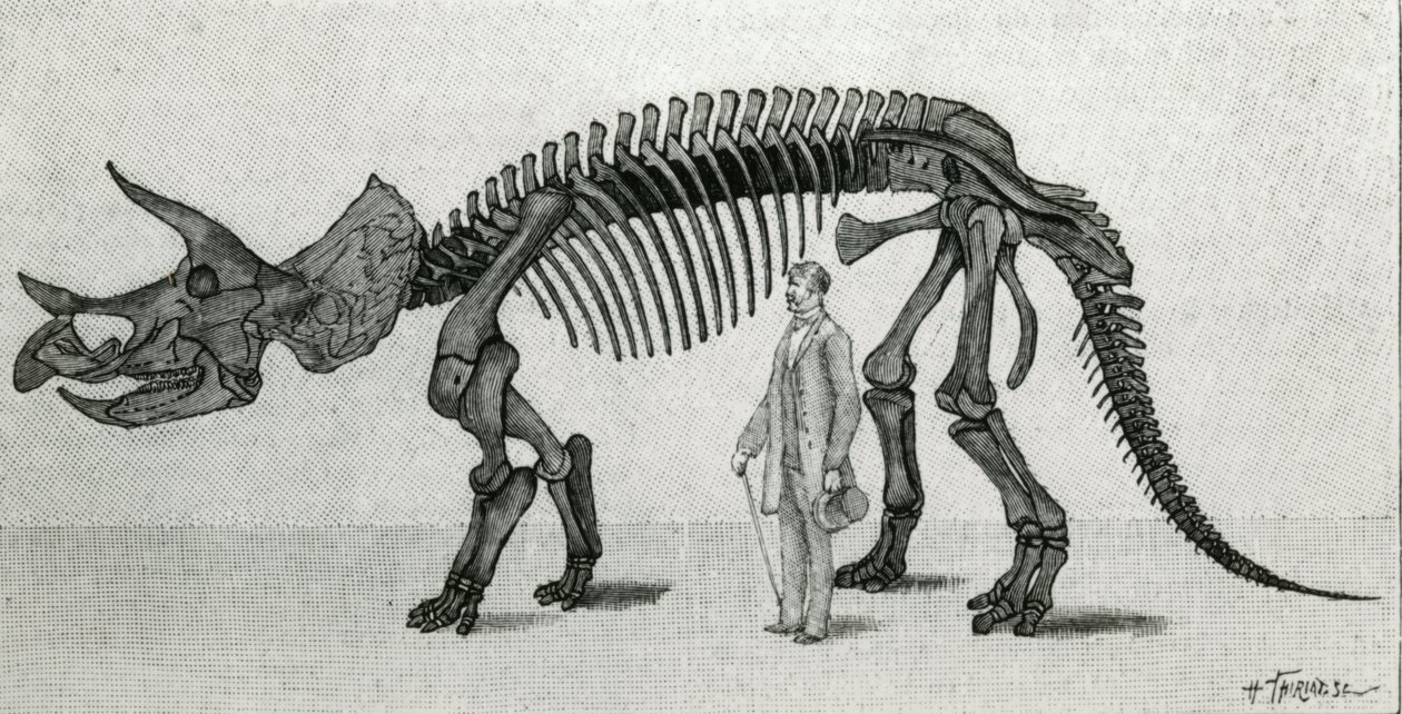 Bir Triceratops prorsus iskeleti by Unknown artist
