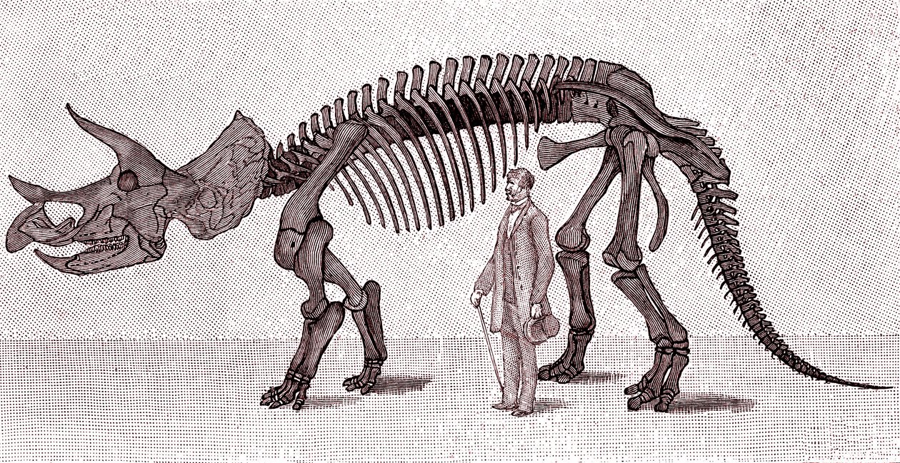 Triceratops prorsus'un iskeleti by Unknown artist