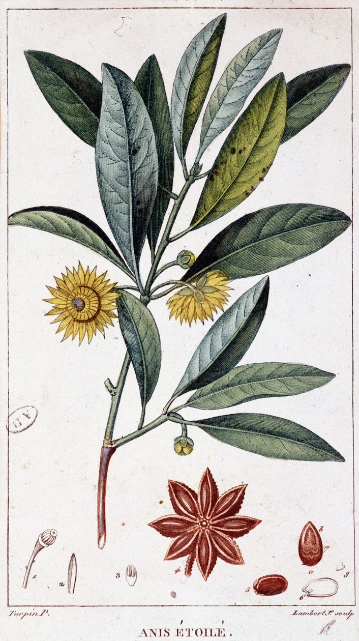 Yıldız anason - botanik kurulu by Unknown artist