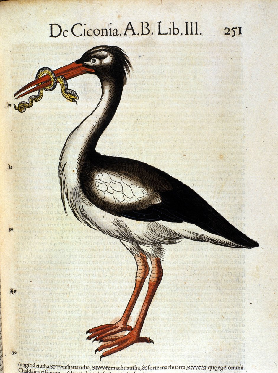 Historia Animalium de Conrad Gesner