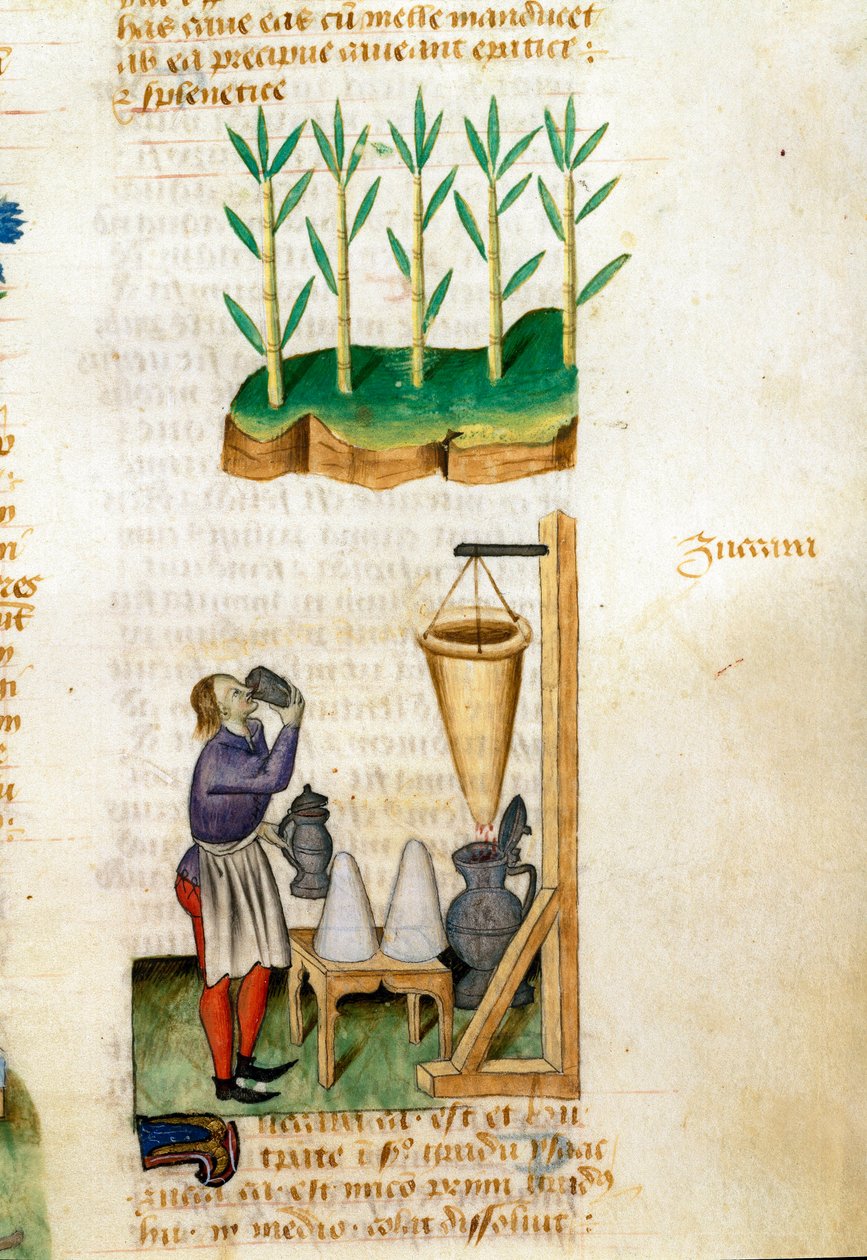 Şeker kamışı ve şeker konisi tüccarı Şifalı bitkilerin tanımı ve nasıl hazırlanacağı. El yazması sayfası “” Otlar üzerinde tedaviler”” (Tractatus de herbis) Pedanius Dioscorides (Dioscorides) (MS 40-90) Lat.1152 by Unknown artist