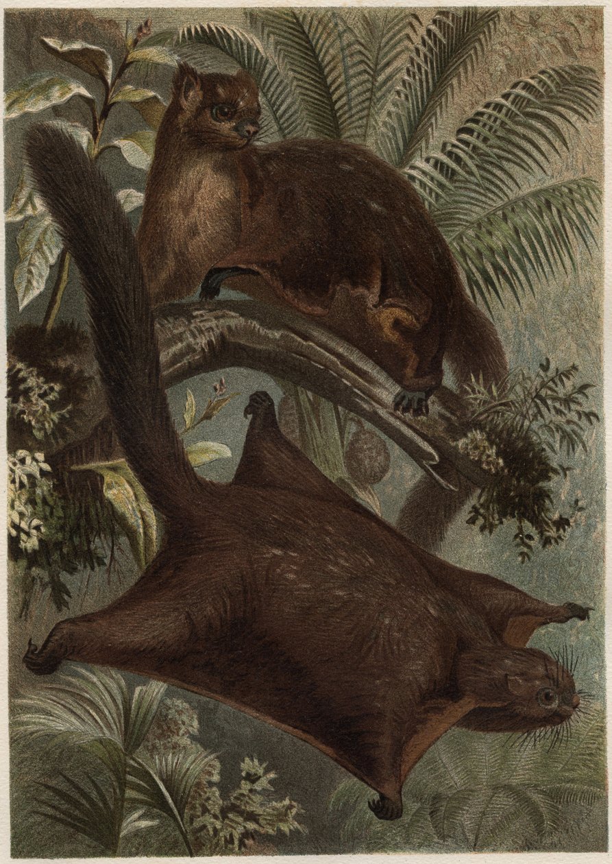 Taguan (Uçan sincap) (Sciuridae familyası) - Sincap (uçan sincap) - Alfred Edmund Brehm