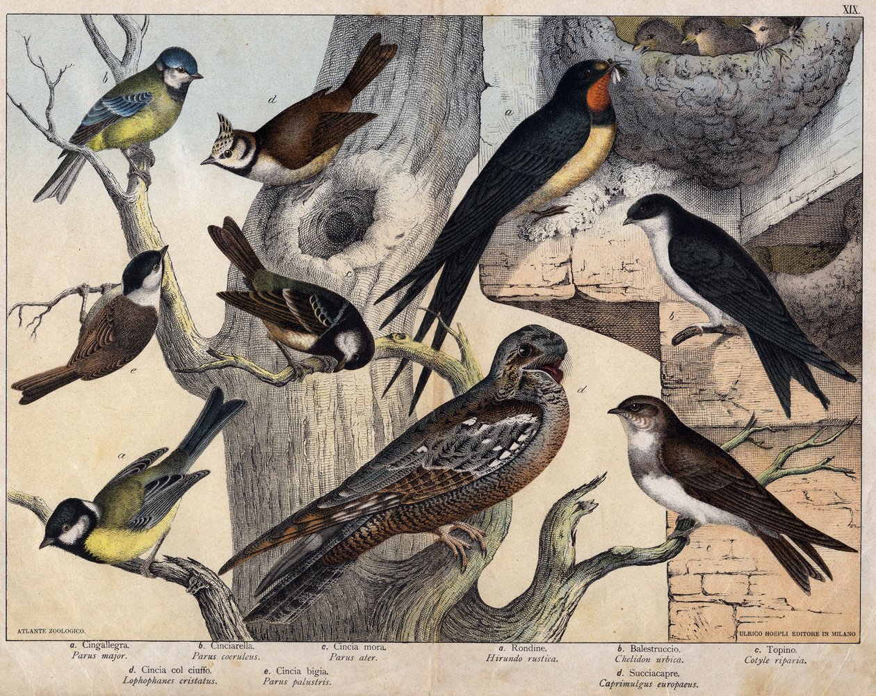 Soldaki 5 kuş- a: Kırlangıç (Parus major), b: Mavi gözlü (Parus coreulus), c: Kara saçlı (Parus ater), d: Kara gözlü (Lopophanes cristatus), e: Kara gözlü (Parus palustris) Sağın 4 kuşu- a: rustik kırlangıç (Hirondo rustica), b: Kırlangıç by Unknown artist