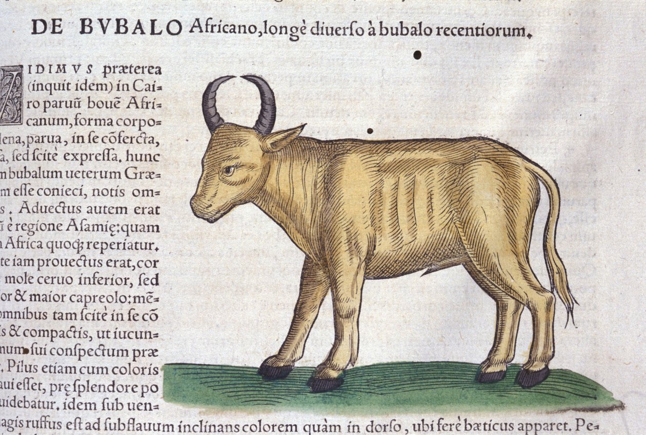 Historia Animalium