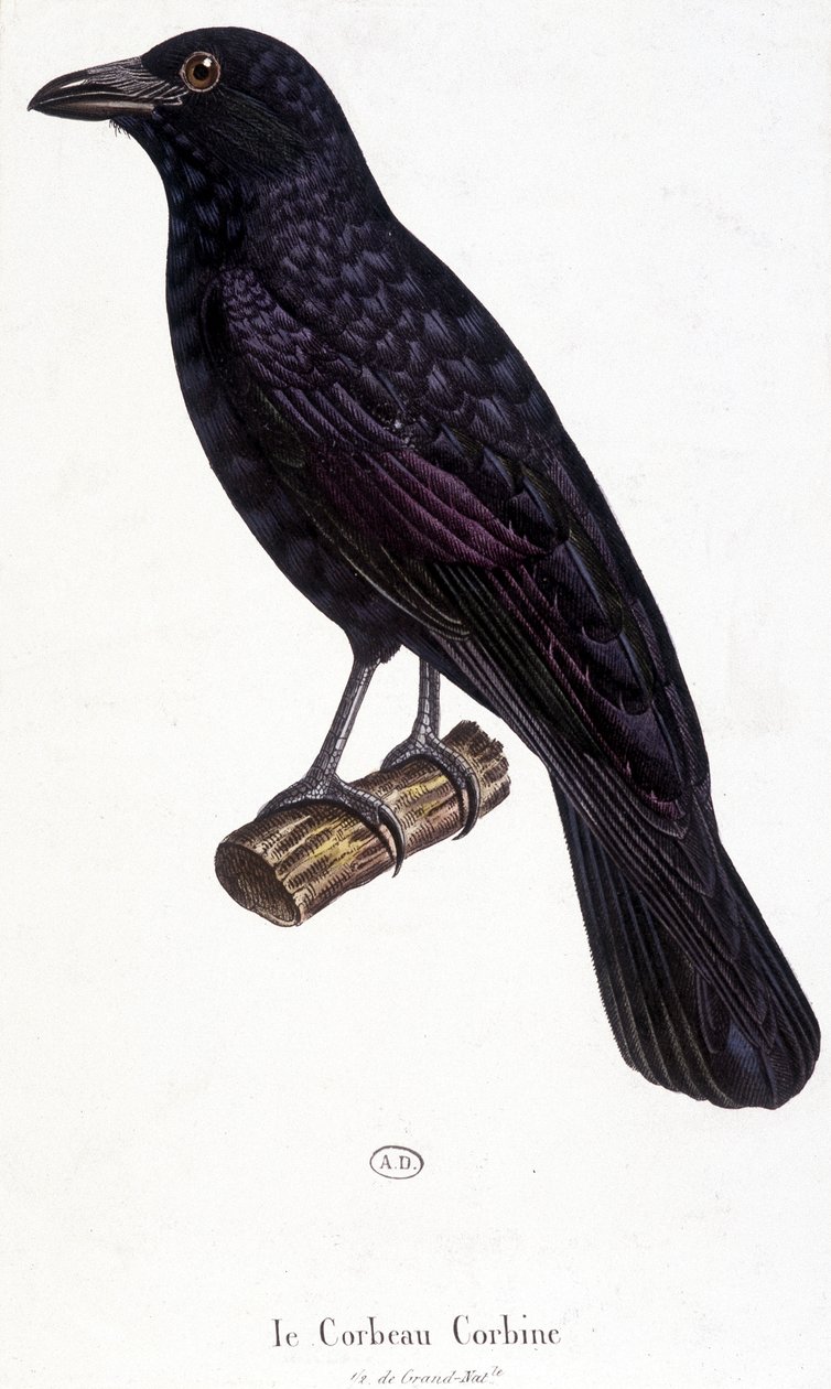 Corbine Raven - doğal tarih tahtası by Unknown artist