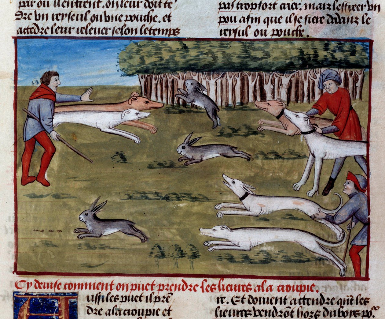 Gaston III Phoebus, Foix Kontu, Bearn Lordu (1331-1391) tarafından yazılan “Avlanma Kitabı”ndan Tavşan Avı Minyatür by Unknown artist
