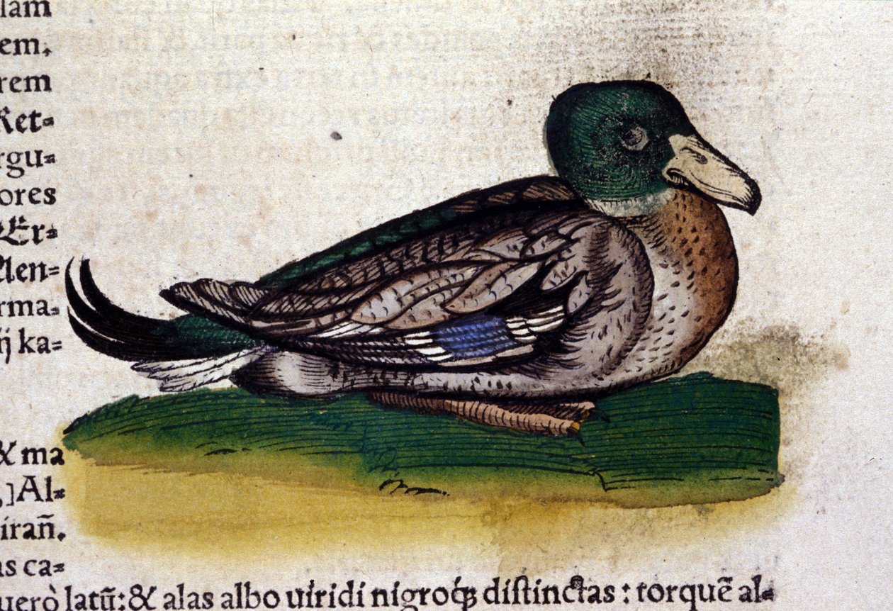 Hayvanların Tarihinde Harle, Conrad Gesner (1516 - 1565), Tiguri by Unknown artist