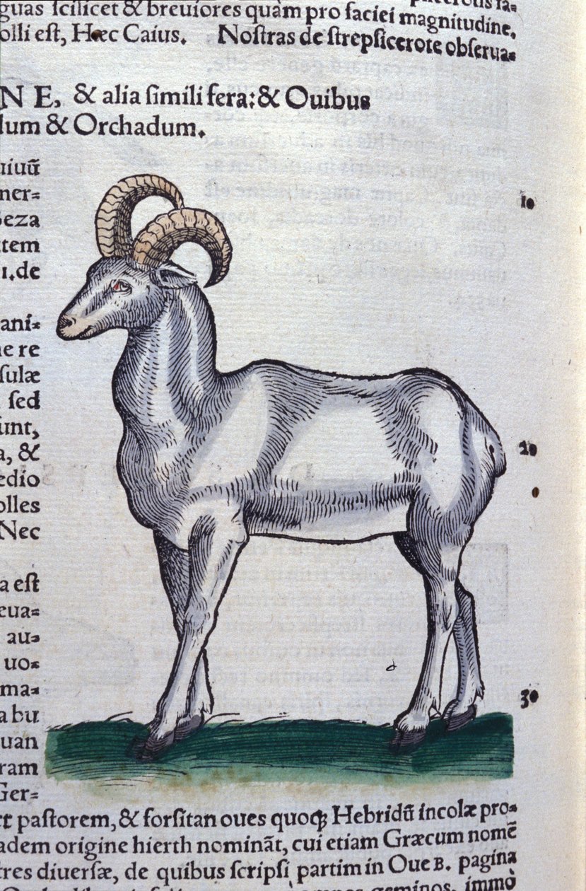 The Ibex in Historia Animalium, Conrad Gesner (1516 - 1565), Tiguri by Unknown artist
