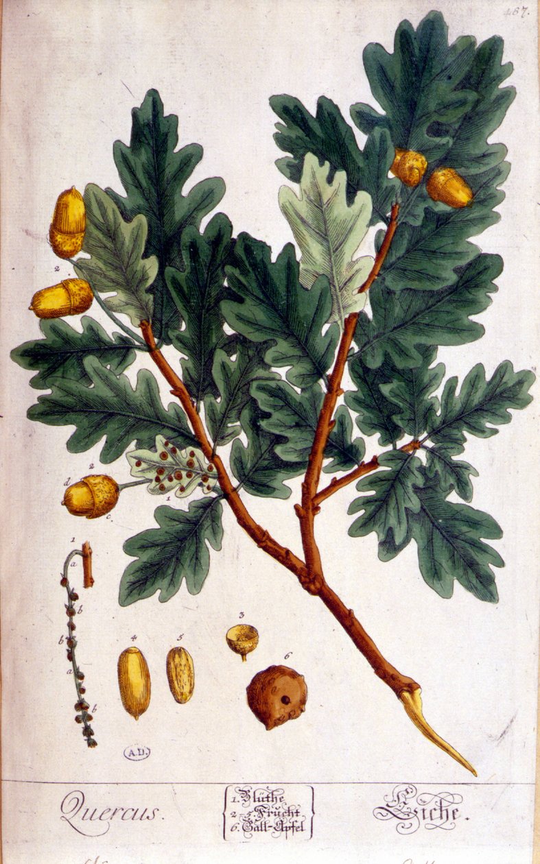 Meşe (Quercus) - botanik kurulu by Unknown artist