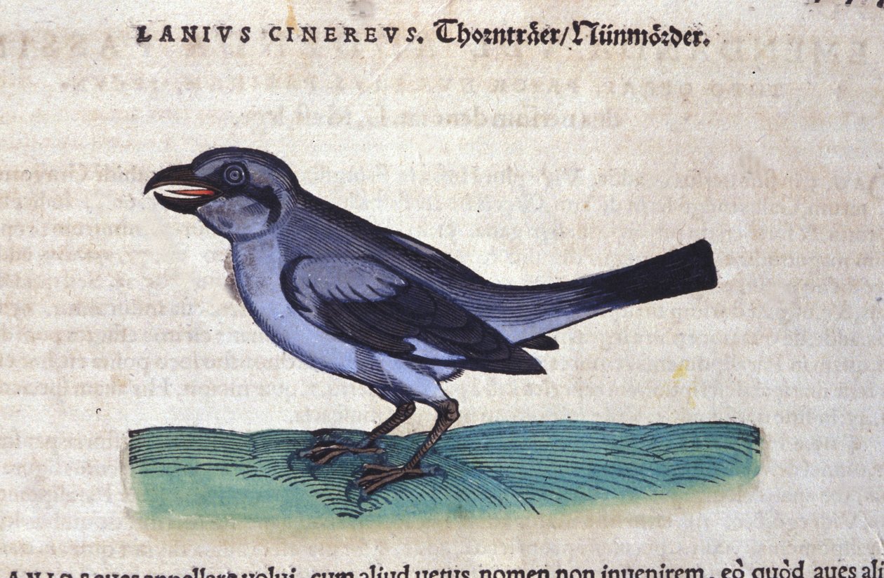Hayvanların Tarihinde Örümcek Kuşu, Conrad Gesner (1516-1565), Tiguri by Unknown artist