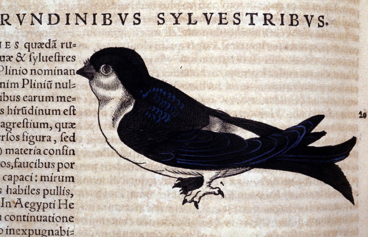 The Swift in Historia Animalium, Conrad Gesner (1516 - 1565), Tiguri by Unknown artist
