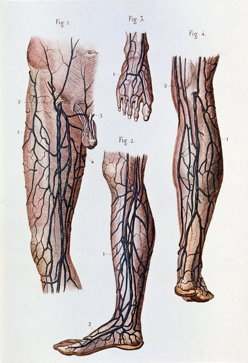 Bacaklardaki ve ayaktaki kan dolaşım sistemi (gravür by Unknown artist
