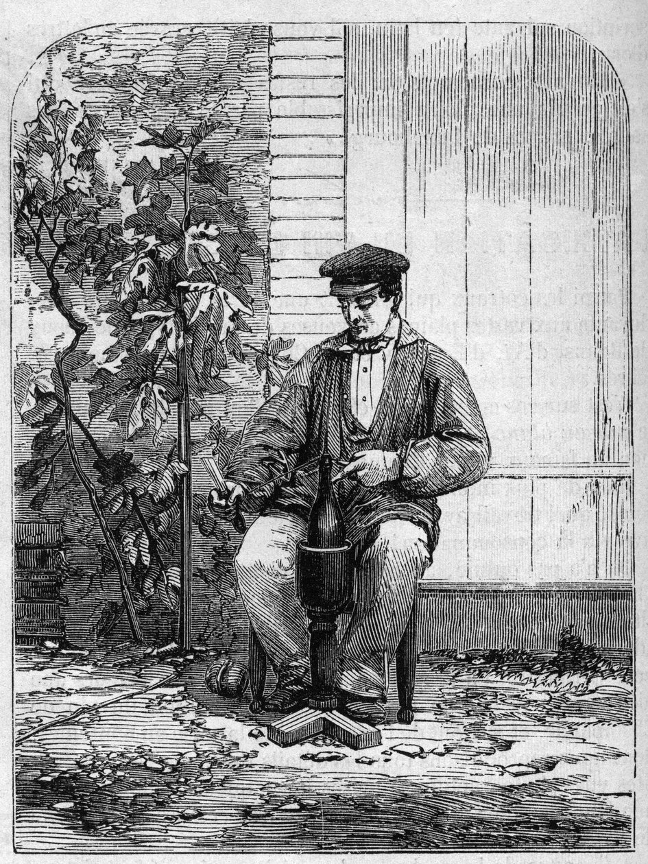 Şampanya şarabının şişelenmesi. 1864