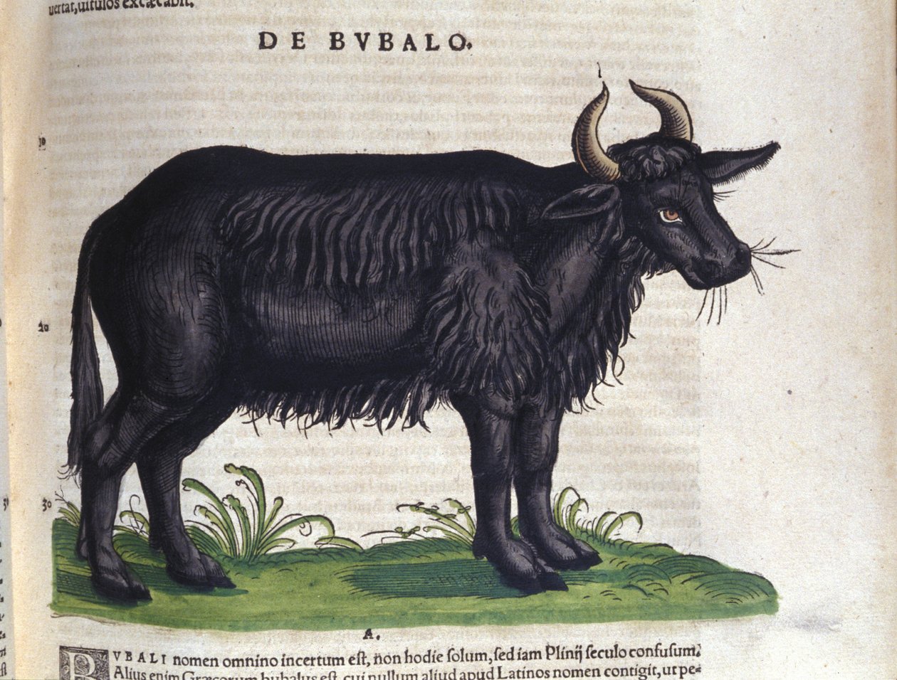 Konrad Gesner, Tiguri tarafından Historia animalium