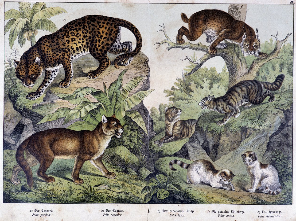 Kediler: Leopar, puma, vaşak (sol üst), yaban kedisi (sağ, orta), ev kedisi - "" Memelilerin Doğal Tarihleri", ed. Schreiber by Unknown artist