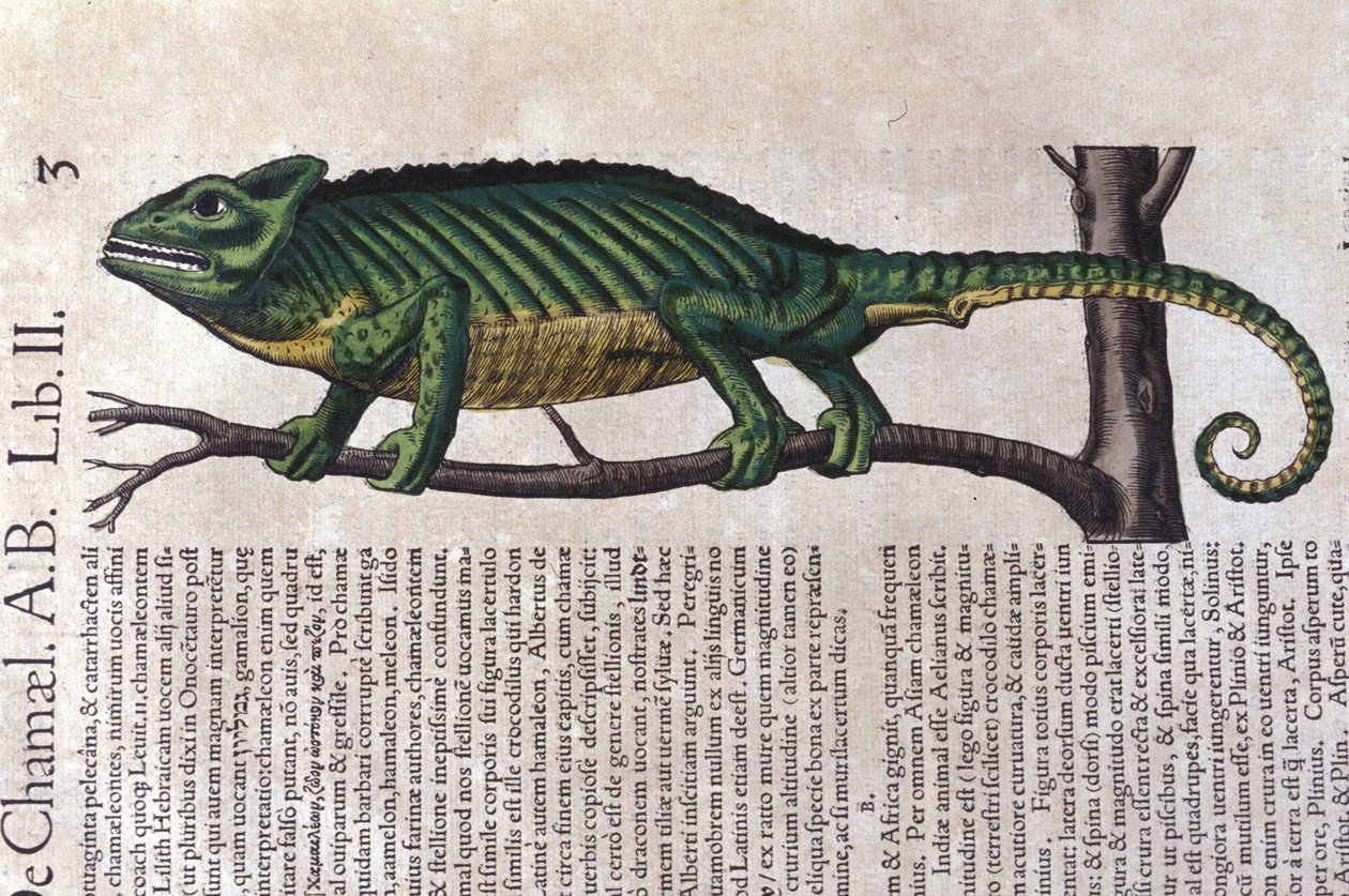 Historia Animalium