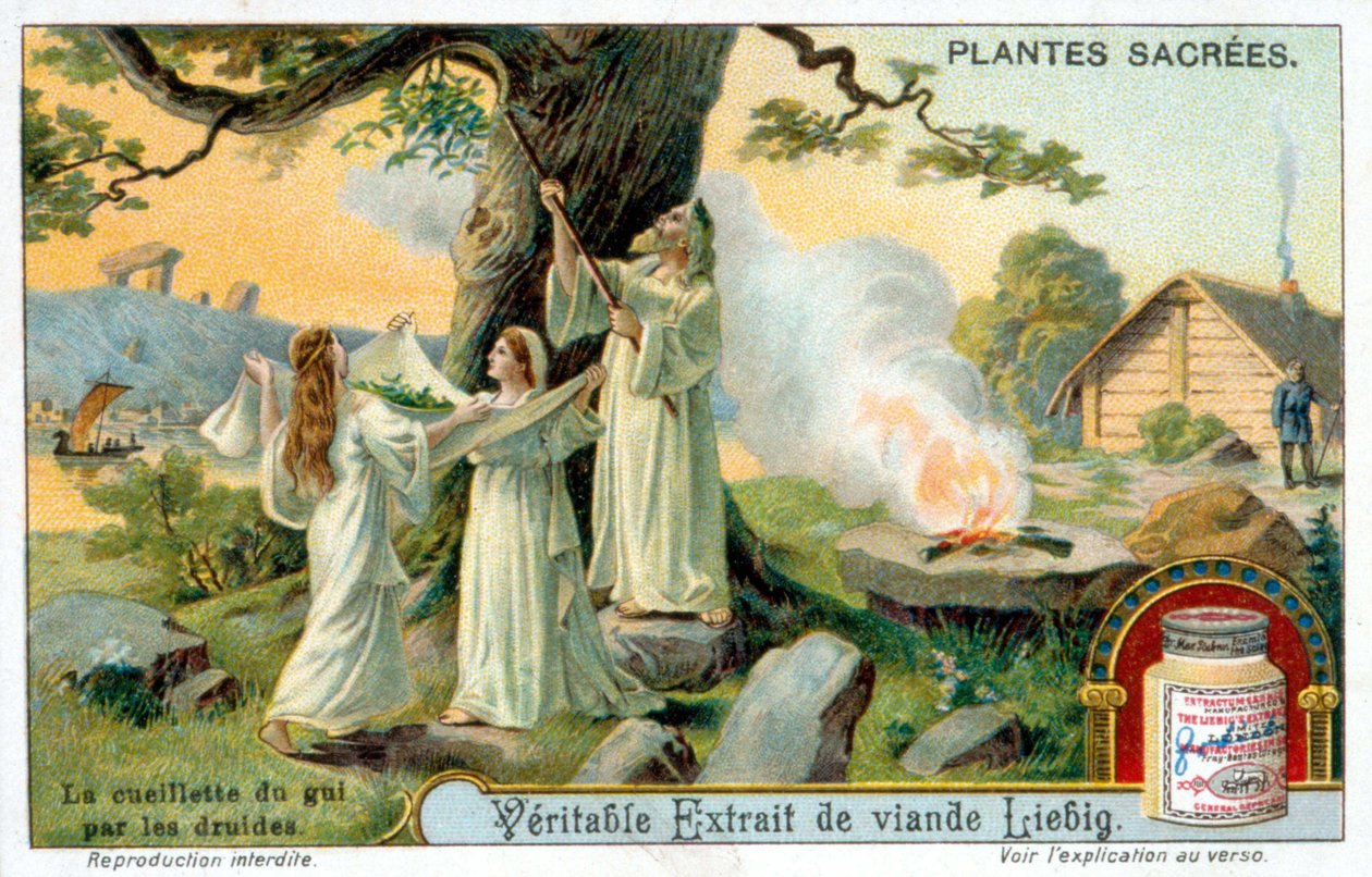 Druidler tarafından ökseotu koleksiyonu - Liébig reklam etiketi. Kromolihtografi 19. yüzyıl by Unknown artist