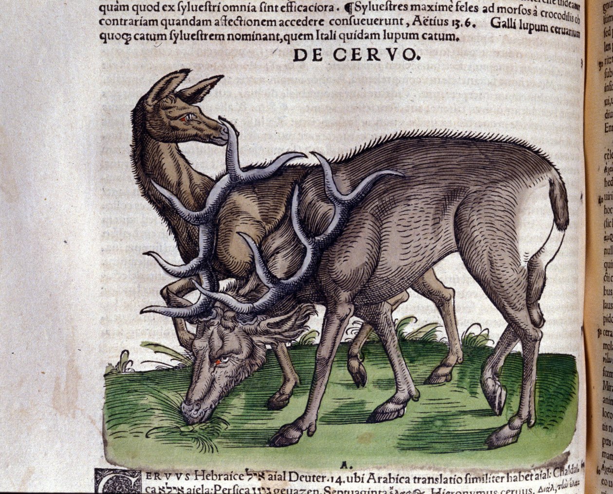 Historia animalium