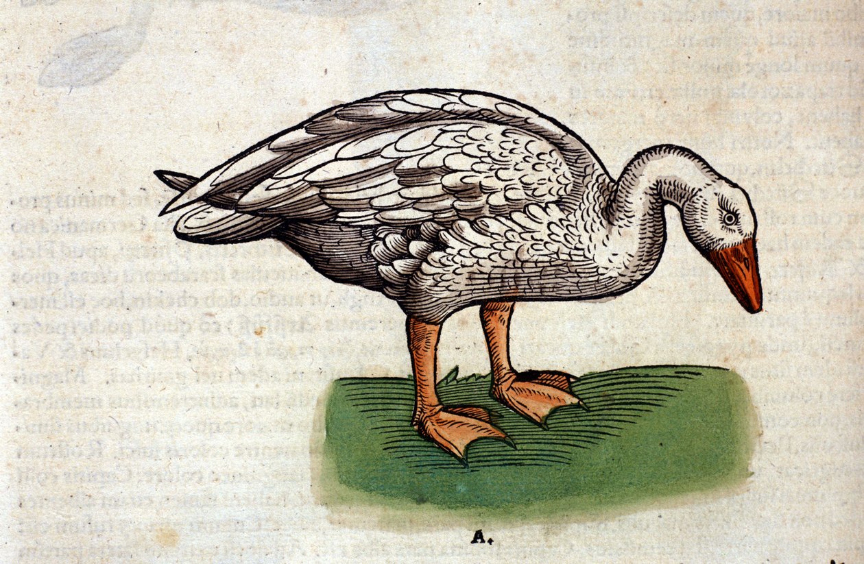 Historia animalium