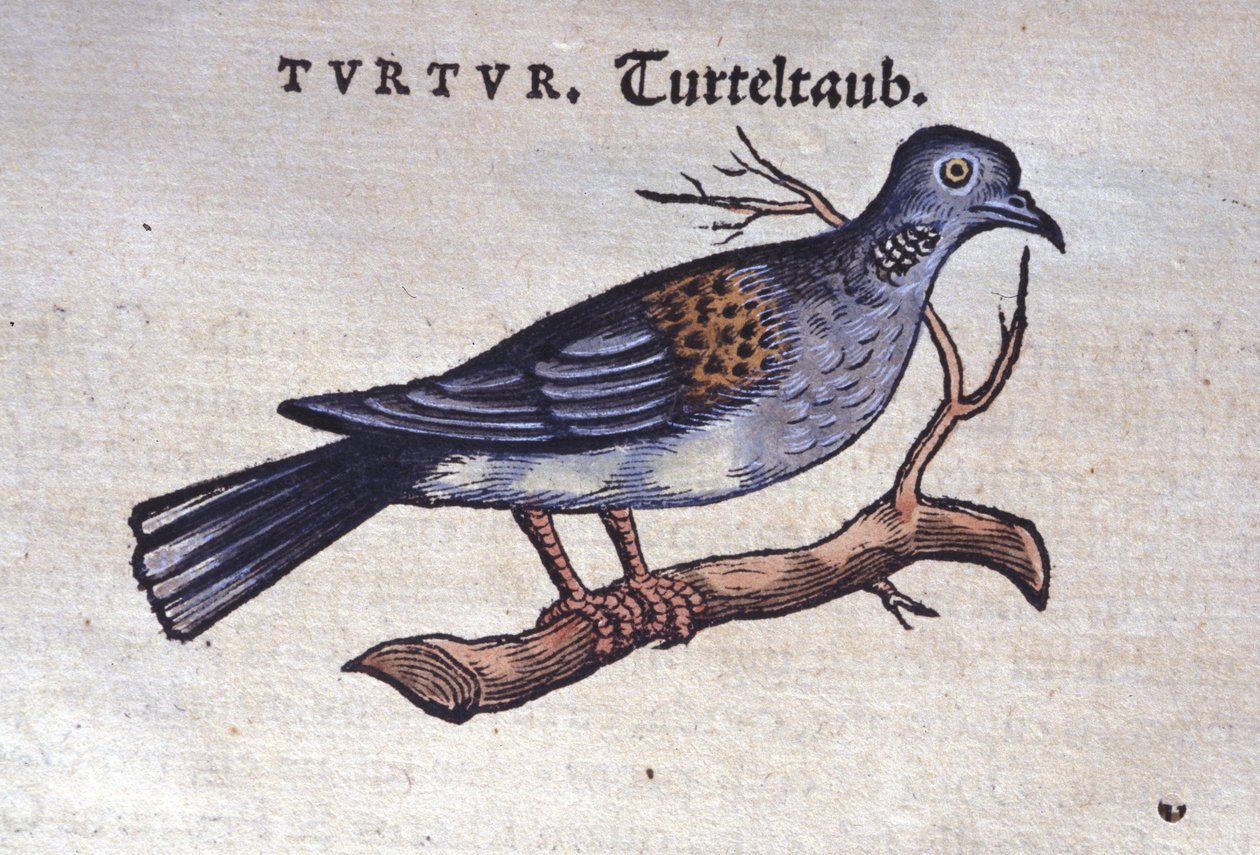 Güvercin - Historia Animalium'dan Konrad Gesner, Tiguri by Unknown artist