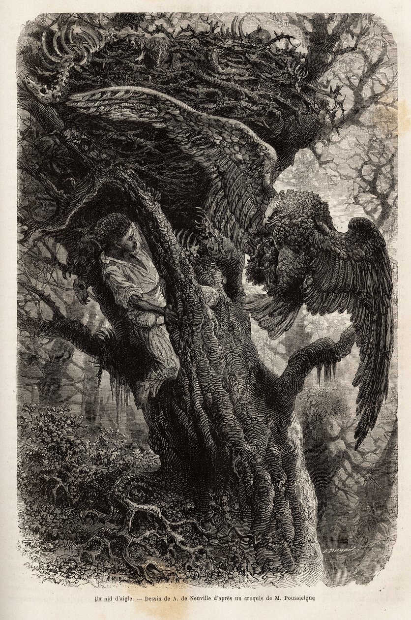 Yuvasını davetsiz misafirlerden koruyan kartal. Quatre mois en Florida hikayesini göstermek için gravür, 1851-1852