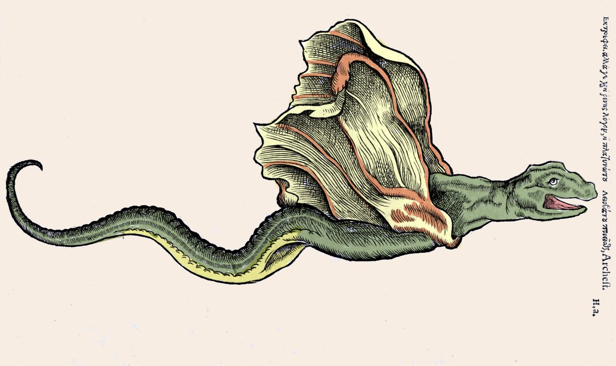 Uçan ejderha Amphiptere (Amphitere veya Amphitere veya Amphipthere) Conrad Gesner (1516 - 1565), Tiguri tarafından Historia Animalium