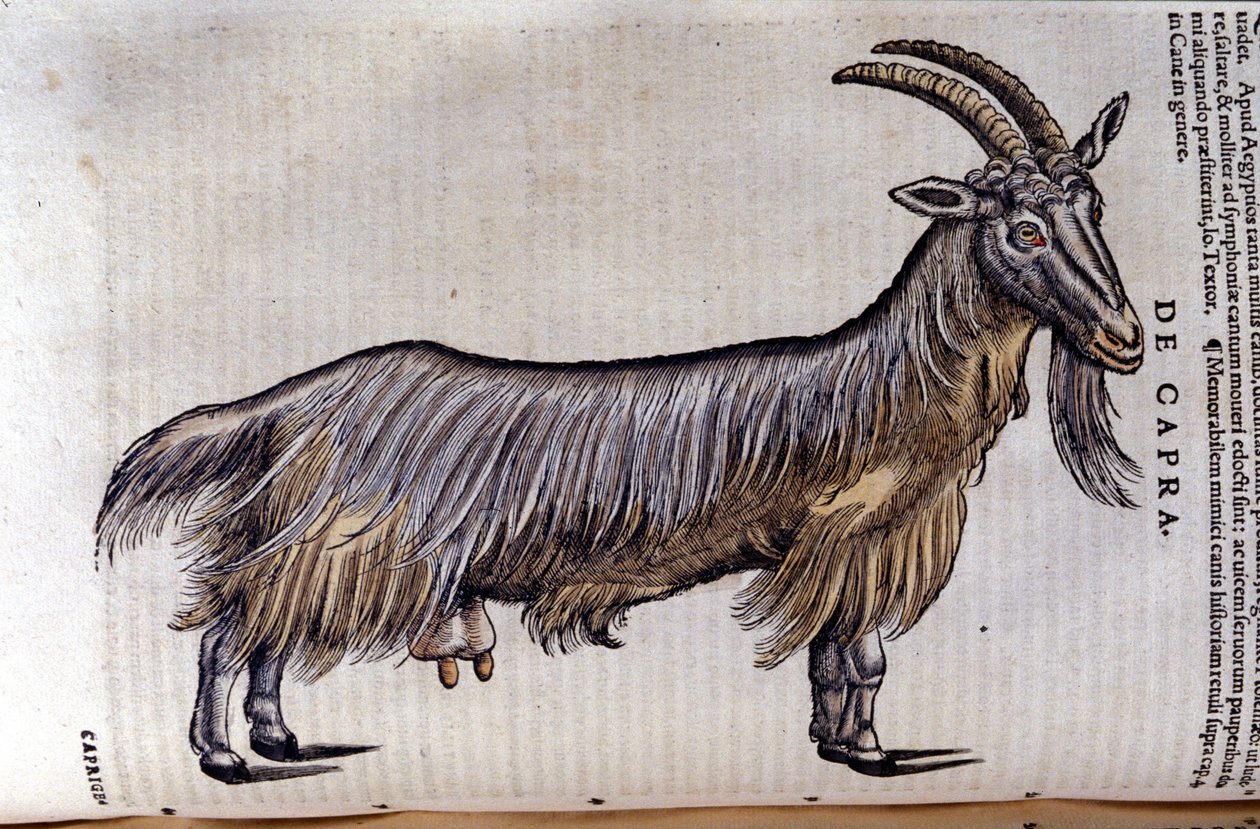 Historia Animalium
