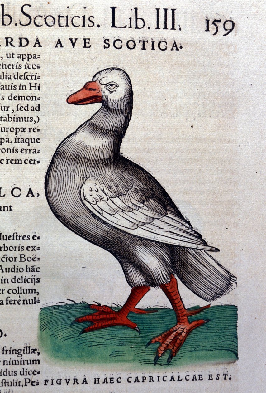 Historia animalium
