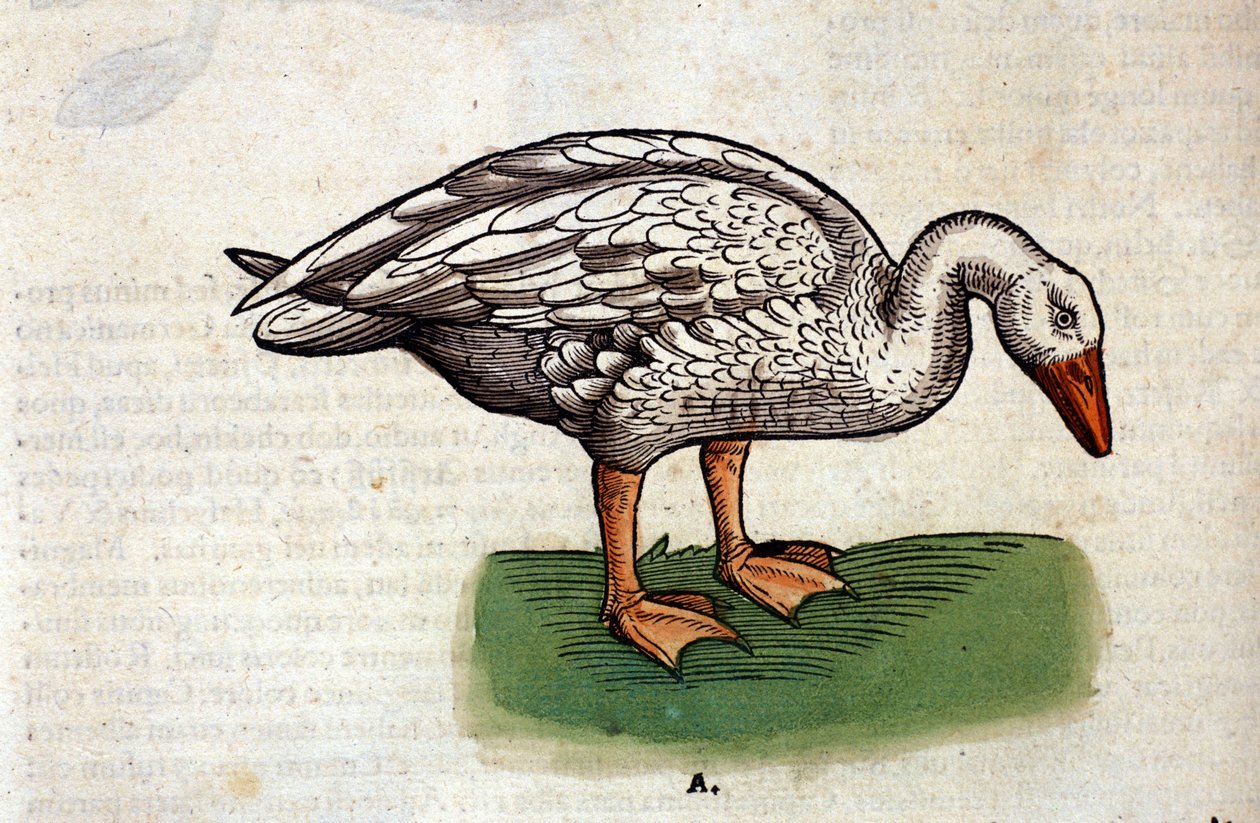 Conrad Gesner tarafından yazılan Historia Animalium