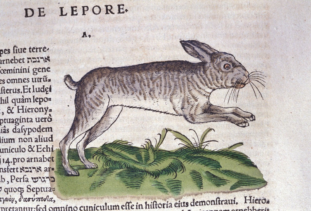 Conrad Gesner tarafından yazılan Historia Animalium