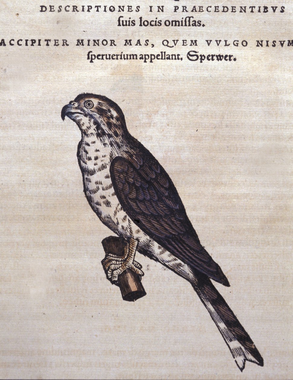 Conrad Gesner'in Historia Animalium'undan sonraki şahin, Tiguri 1560. Biblioteca Nazionale Braidense. Milano by Unknown artist
