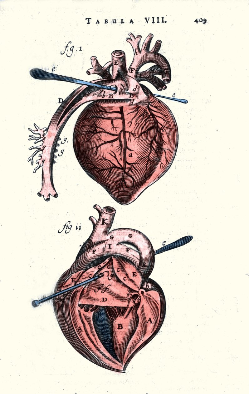 Kalp. Anatomik pano, Erasmus Bartholin (Erasmus Bartholinus) (1625 - 1698) Danimarkalı doktor ve fizikçi tarafından “Anatomi”den sonra. 17. yüzyıl by Unknown artist