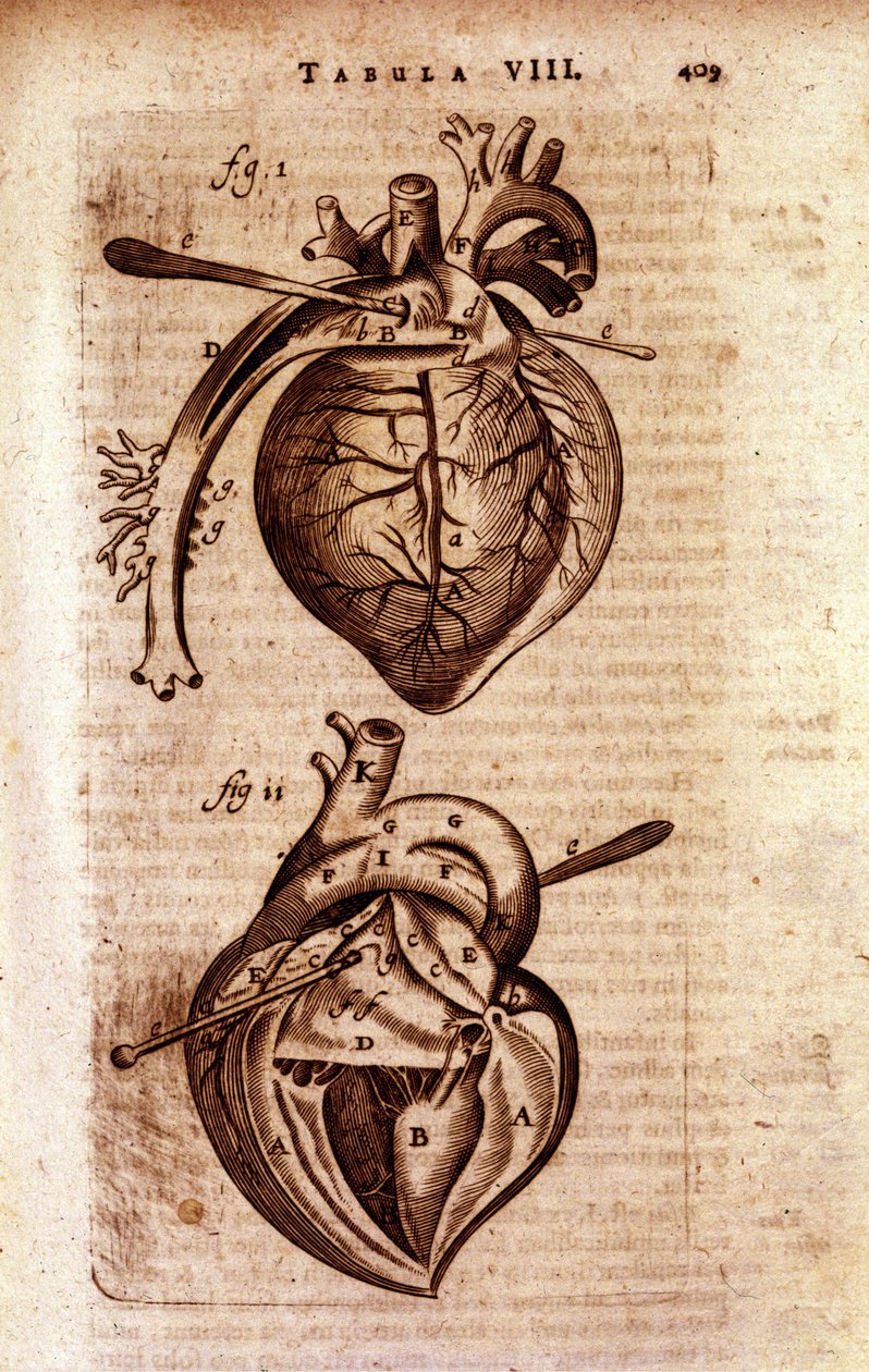 Bartholin