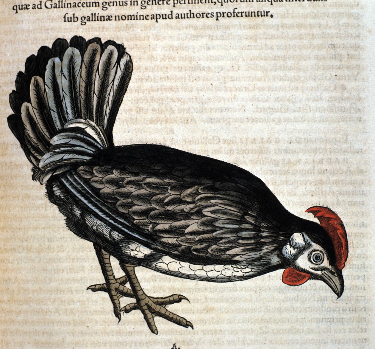 Conrad Gesner tarafından yazılan Historia Animalium