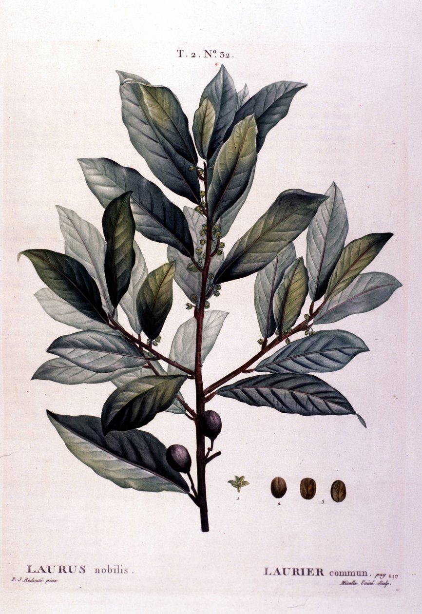 Defne. 19. yüzyıl herbaryumu. by Unknown artist