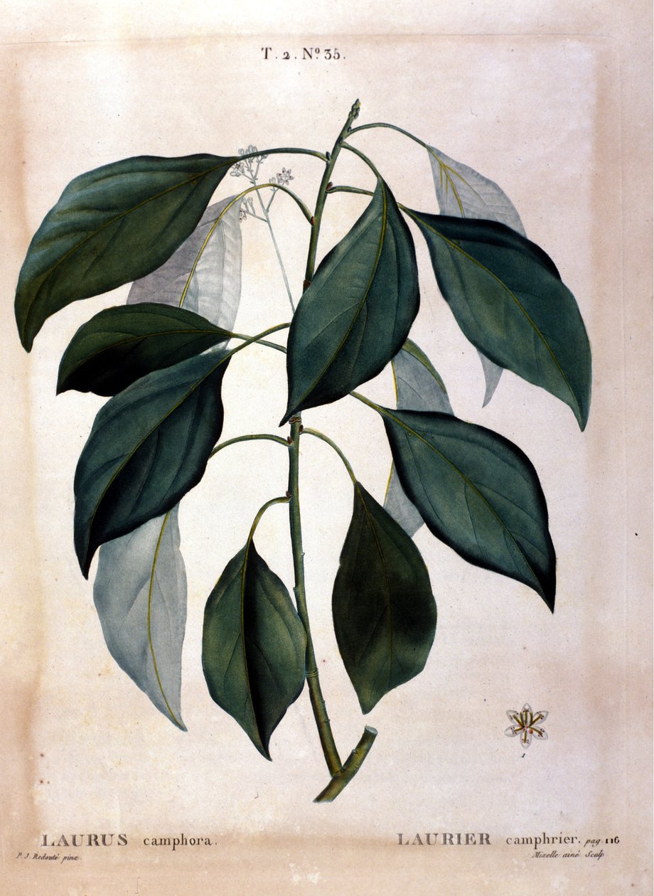 Defne: kafur. 19. yüzyıl herbaryumu. by Unknown artist