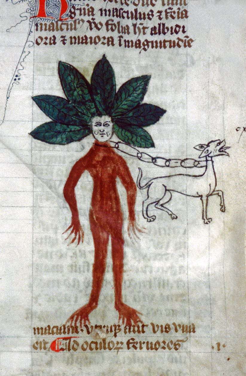 Adamotu. 15. yüzyıl (minyatür) by Unknown artist